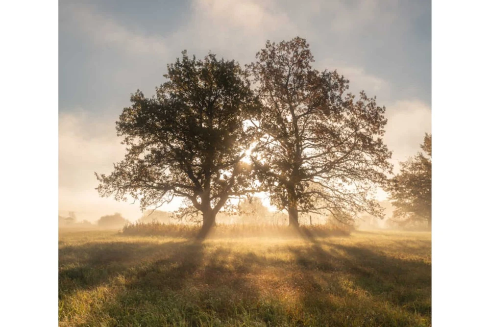 SOOMAA AUTUMN (printed fabric, semi-blackout)